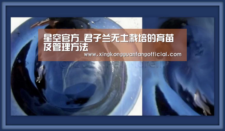 星空官方_君子兰无土栽培的育苗及管理方法(图1) 星空视讯