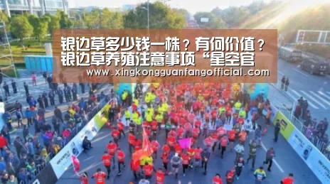 银边草多少钱一株?有何价值?银边草养殖注意事项“星空官方”(图2) 星空平台
