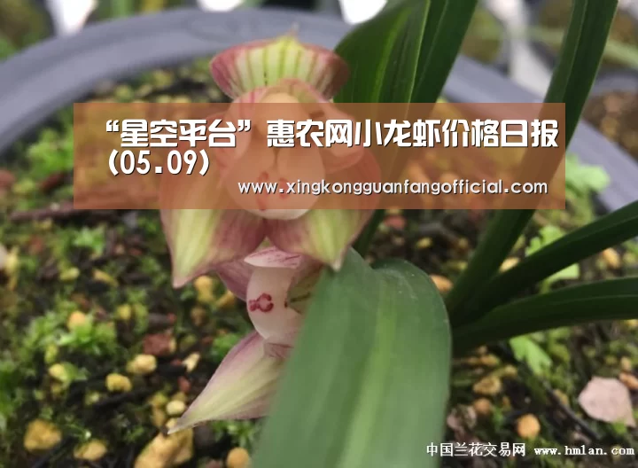 “星空平台”惠农网小龙虾价格日报(05.09)(图1) 星空视讯